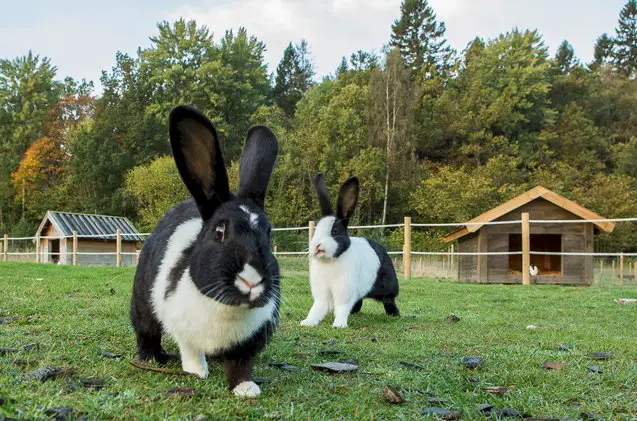 mellerud rabbit