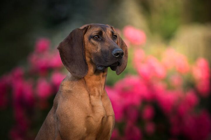 hanover hound