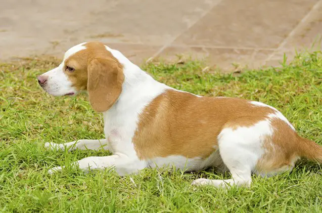 istrian shorthaired hound