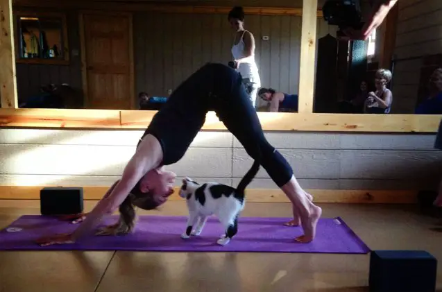 strike a yoga pose and help shelter cats find new homes