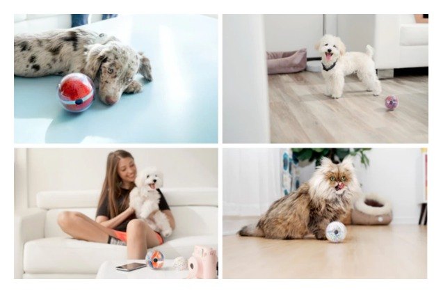 your dog will have a ball with the pebby wifi toy