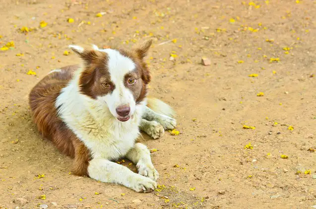 basque shepherd dog