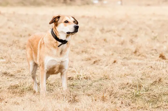 german sheprador