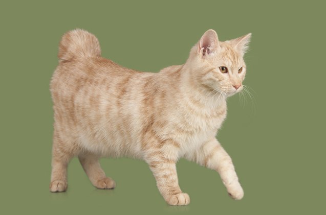 kurilian bobtail