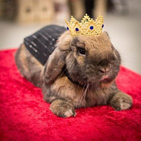 top hoppin pet fashion for rabbits