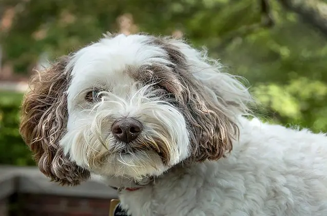 mini labradoodle