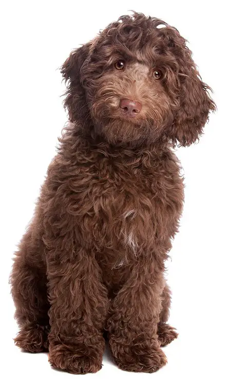 mini labradoodle