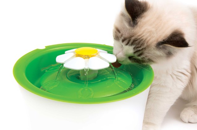 fresh water always blooms from catit flower fountain