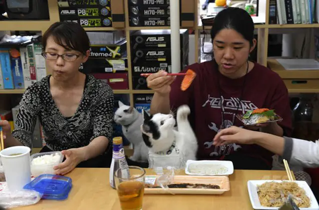 cats run japanese it offices like the bosses they are