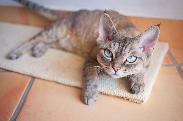 pins and needles does acupuncture for cats work