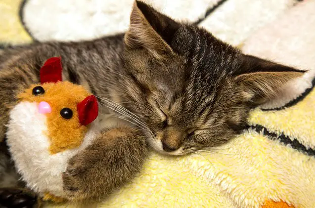 top 10 cats who need a hug