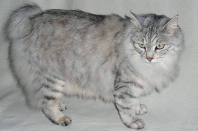 karelian bobtail