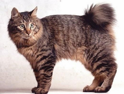 karelian bobtail