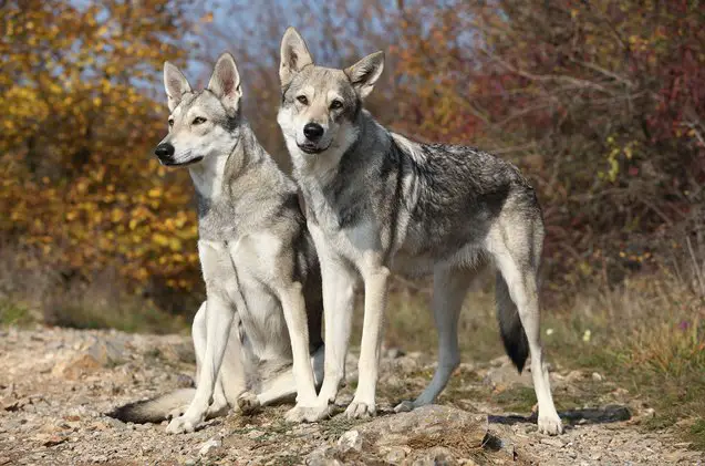 saarloos wolfhound