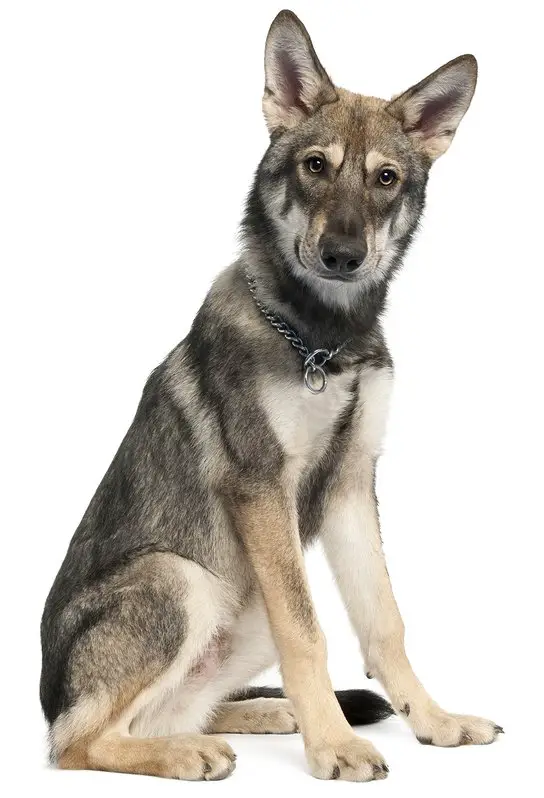 saarloos wolfhound