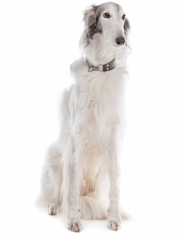 silken windhound