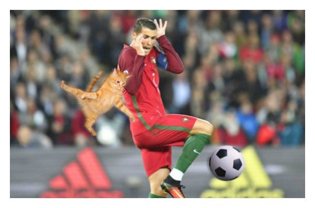 cats photoshopped in soccer pictures score all the goals