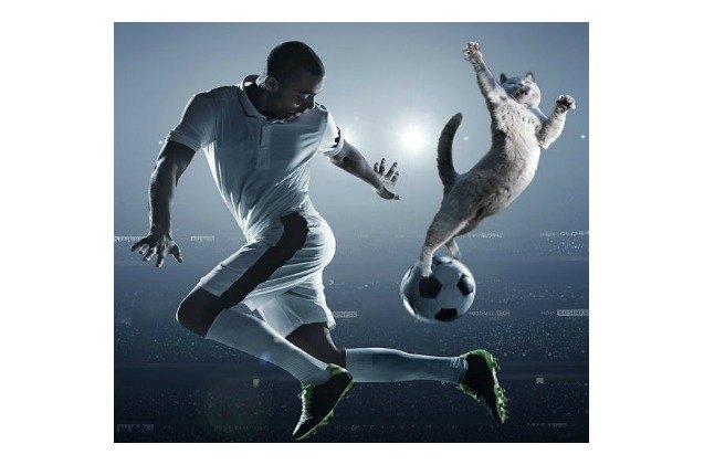 cats photoshopped in soccer pictures score all the goals