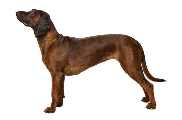 bavarian mountain hound