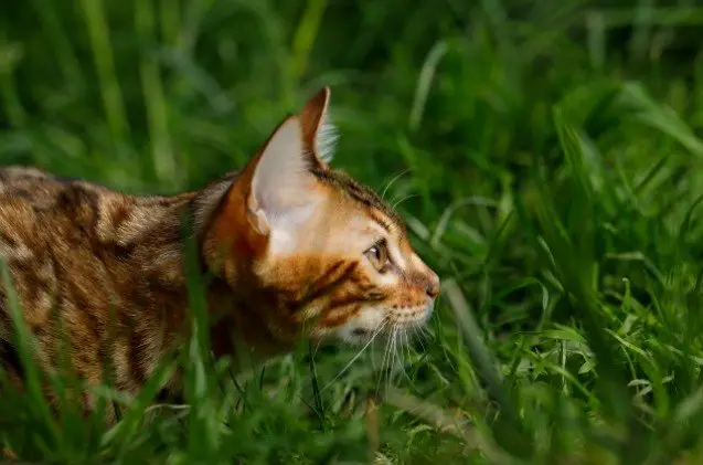 cat napping on the rise in the united kingdom