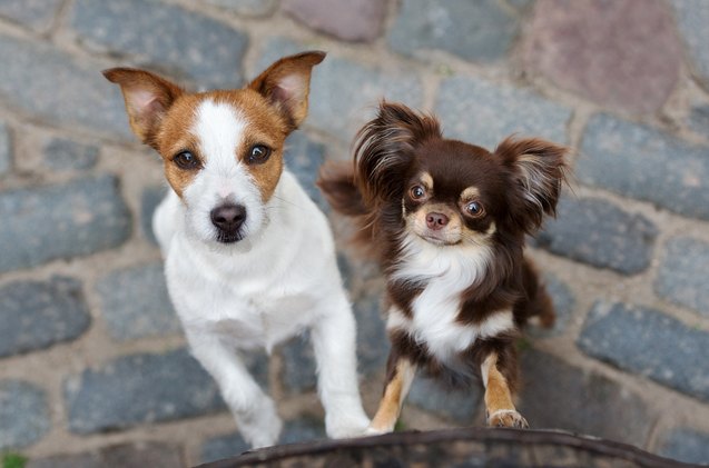 5 simple tips for giving your dogs equal attention