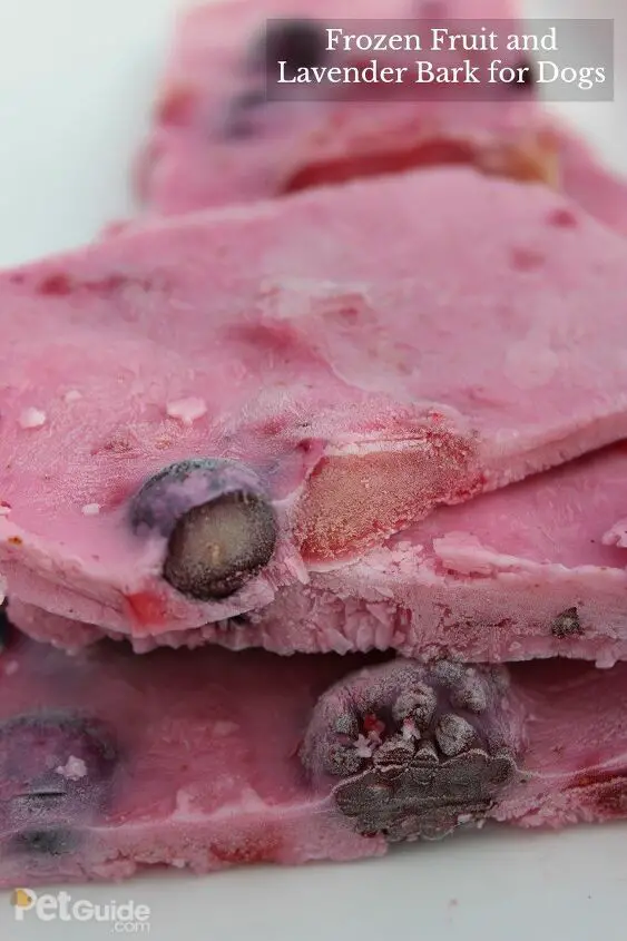 frozen fruit and lavender bark for dogs