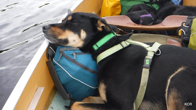 what i did this summer canine canoe adventure in nova scotia part 2