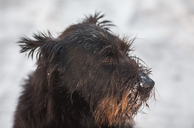 giant schnoodle