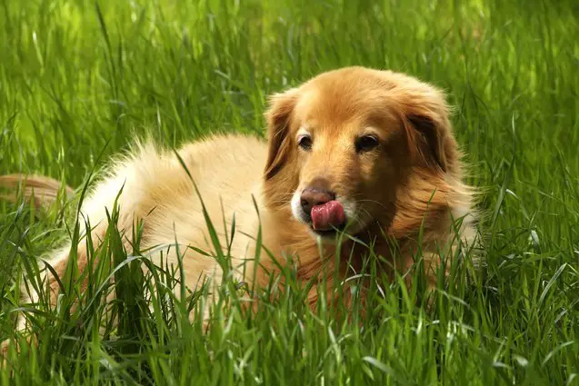 mini golden retriever