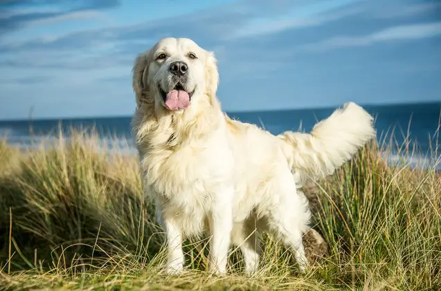 mini golden retriever