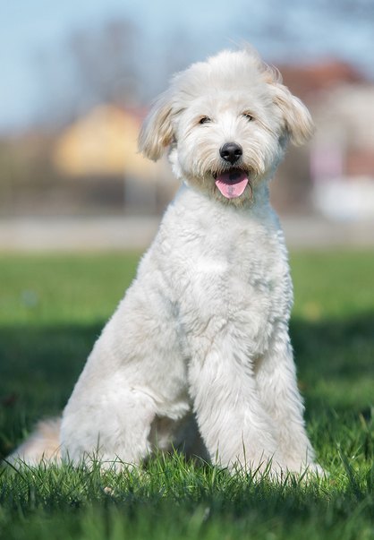 petite goldendoodle