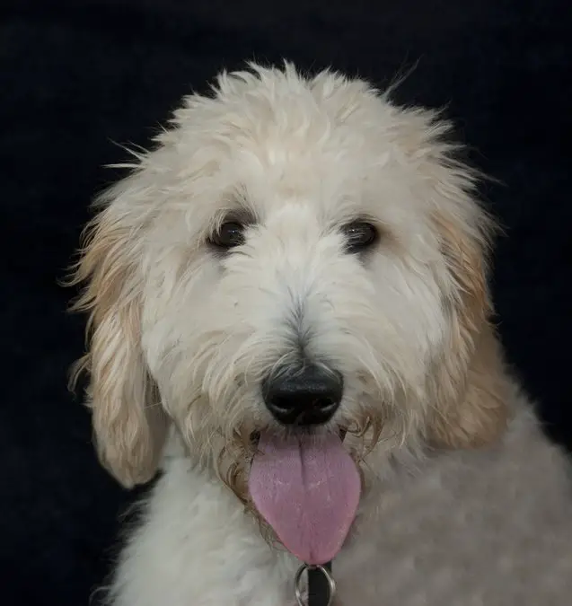 petite goldendoodle