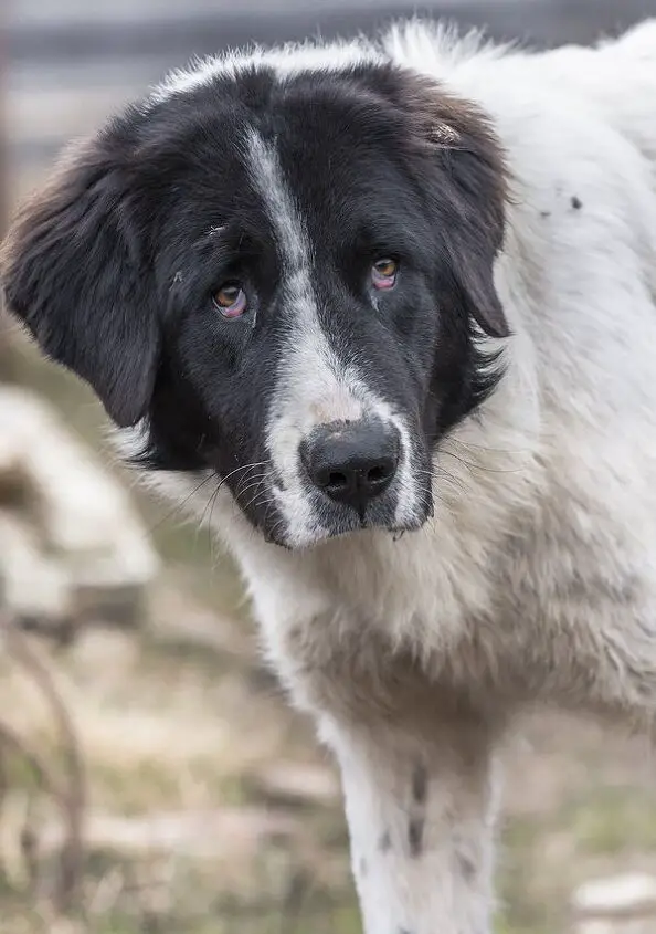 bukovina sheepdog