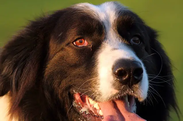 bukovina sheepdog