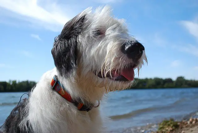 sheepadoodle