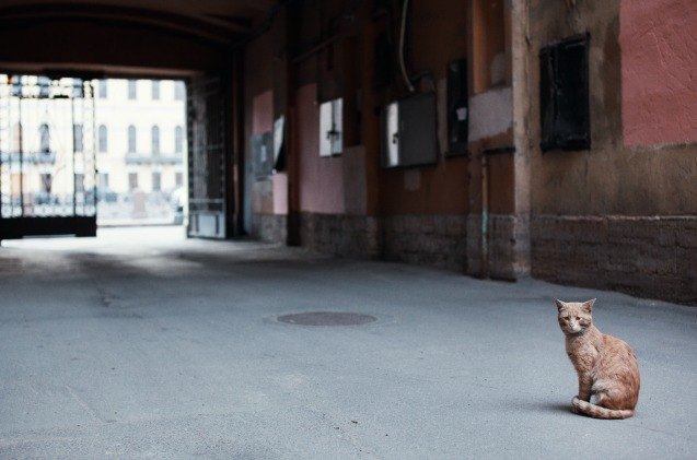 feral cats chase rats in urban areas to earn their keep