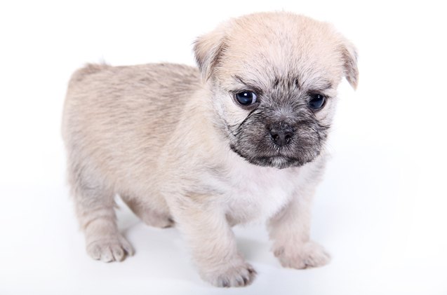 malti pug