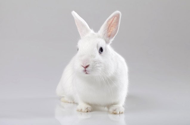 white vienna rabbit