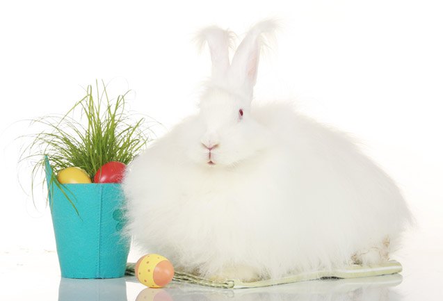 german angora rabbit