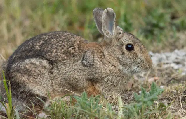 european rabbit