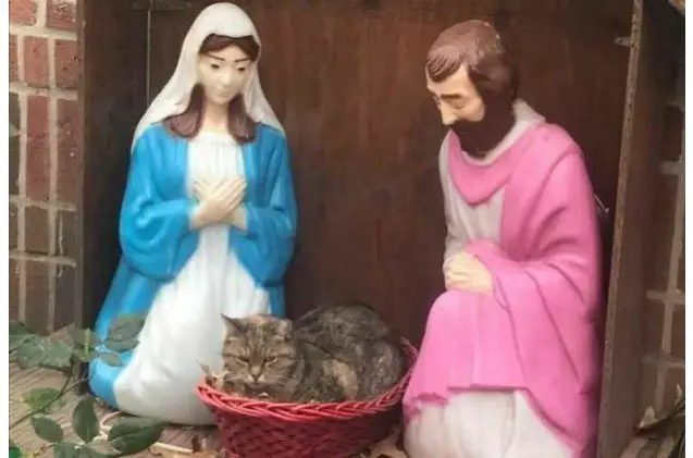 cat settles in for a silent night in ny nativity scene manger