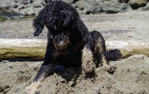 belgian shepadoodle