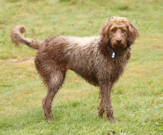 beauceroodle