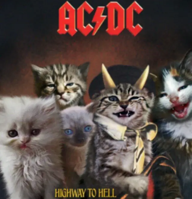 kitten album covers proves that cats rock