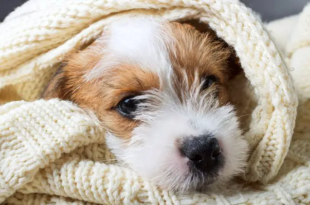 the symptoms causes and treatments of pneumonia in dogs