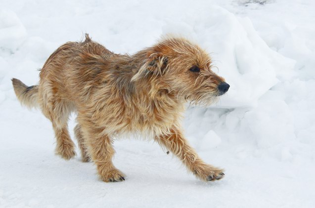 bosnian coarse haired hound