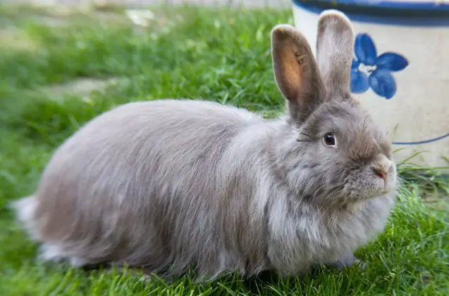 swiss fox rabbit