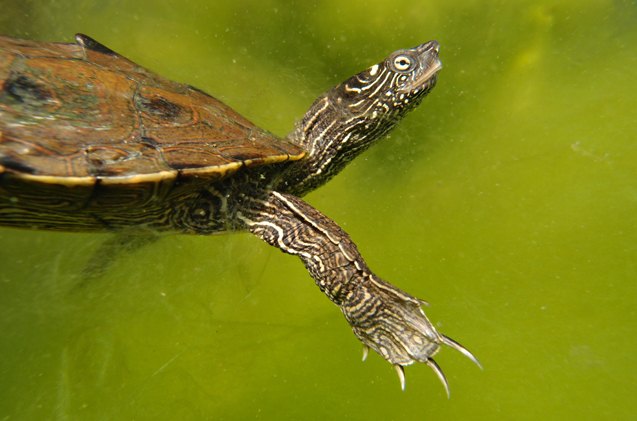 false map turtle