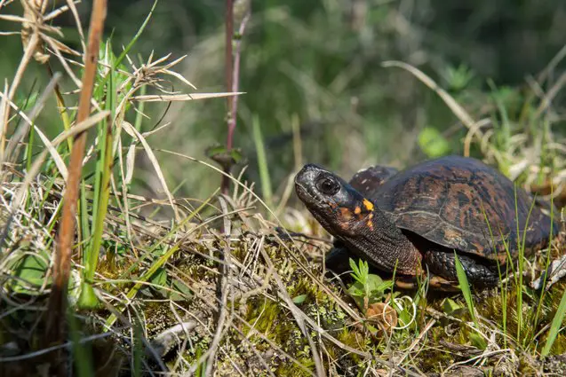 bog turtle