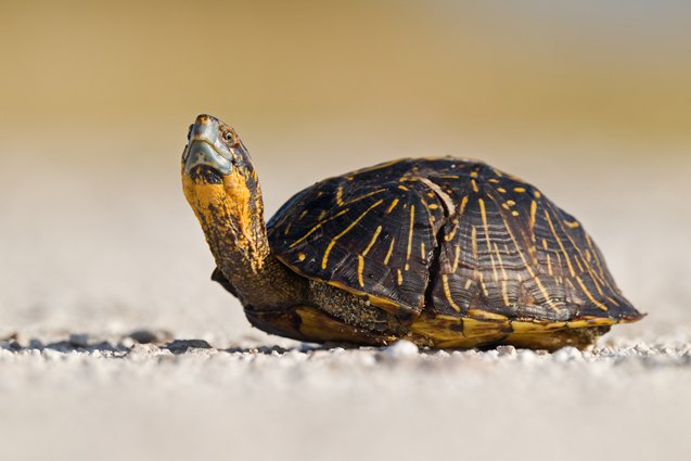 florida box turtle